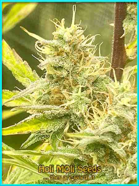 skywalker sativa cannabis pics