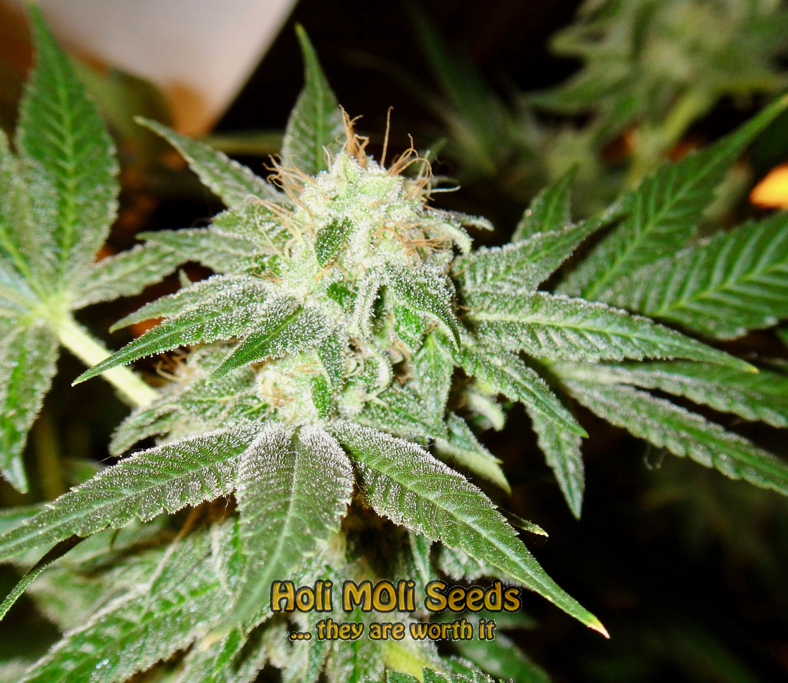 snowwhite cannabis pics