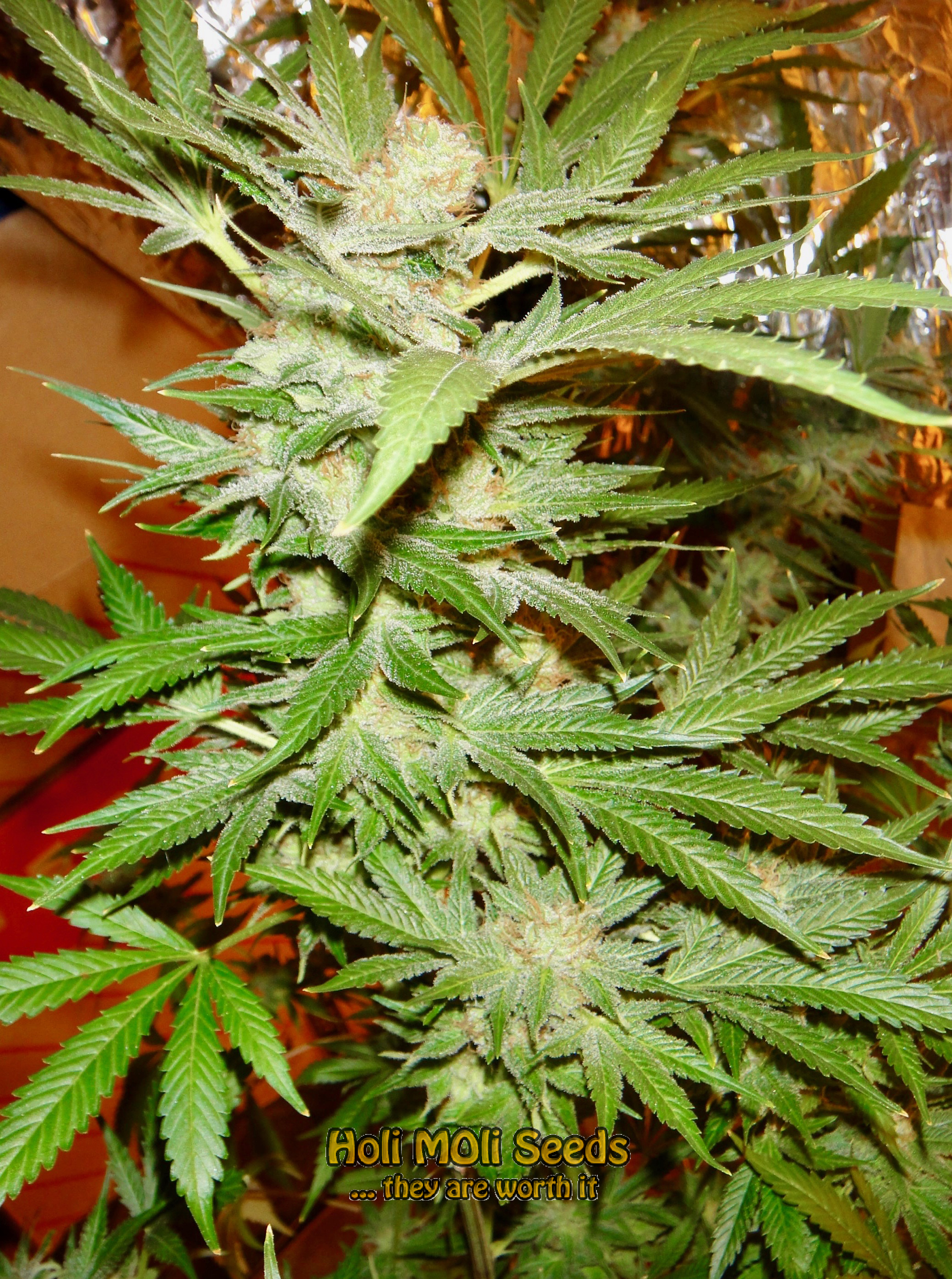 snowwhite cannabis pics