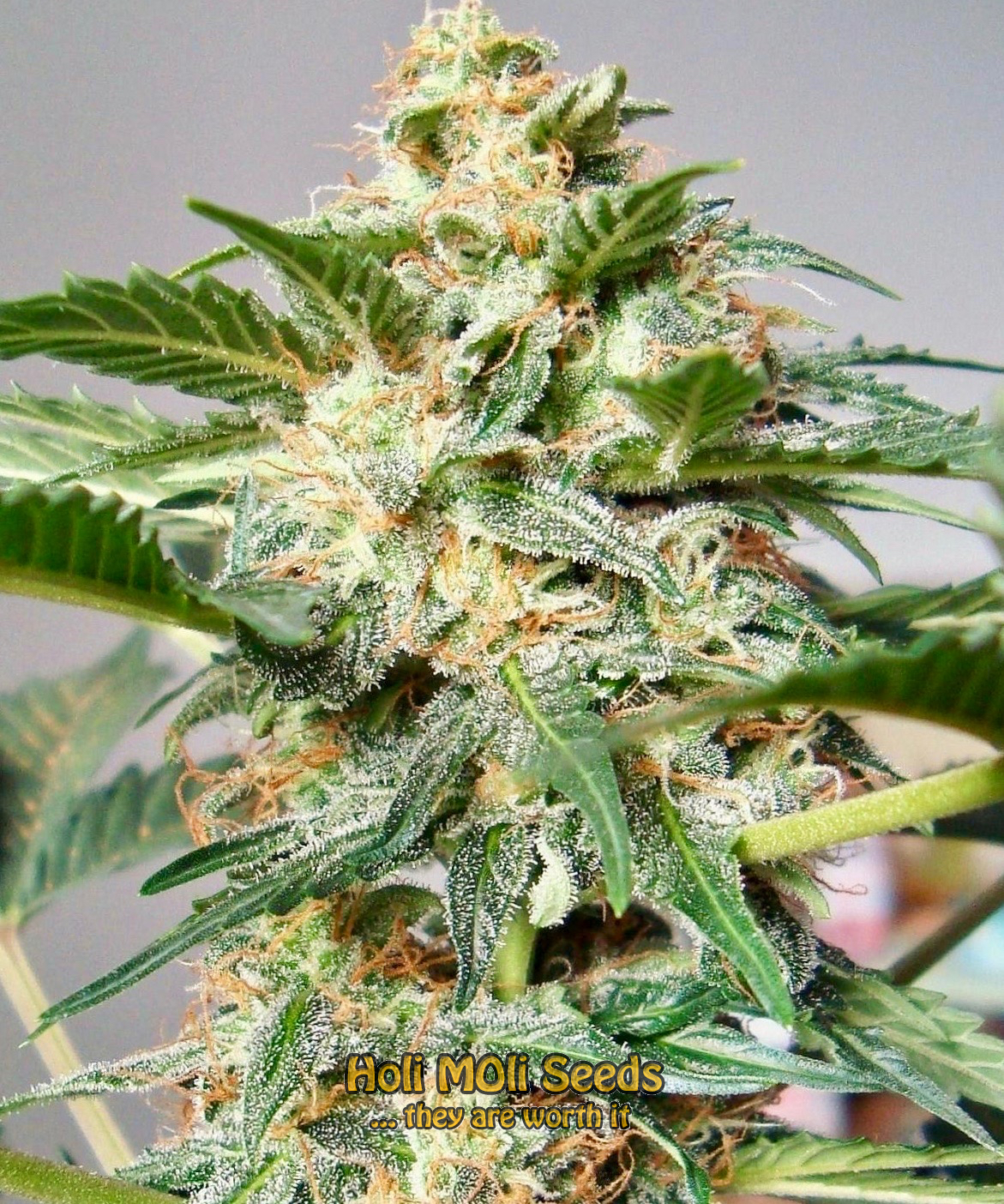 snowwhite cannabis pics