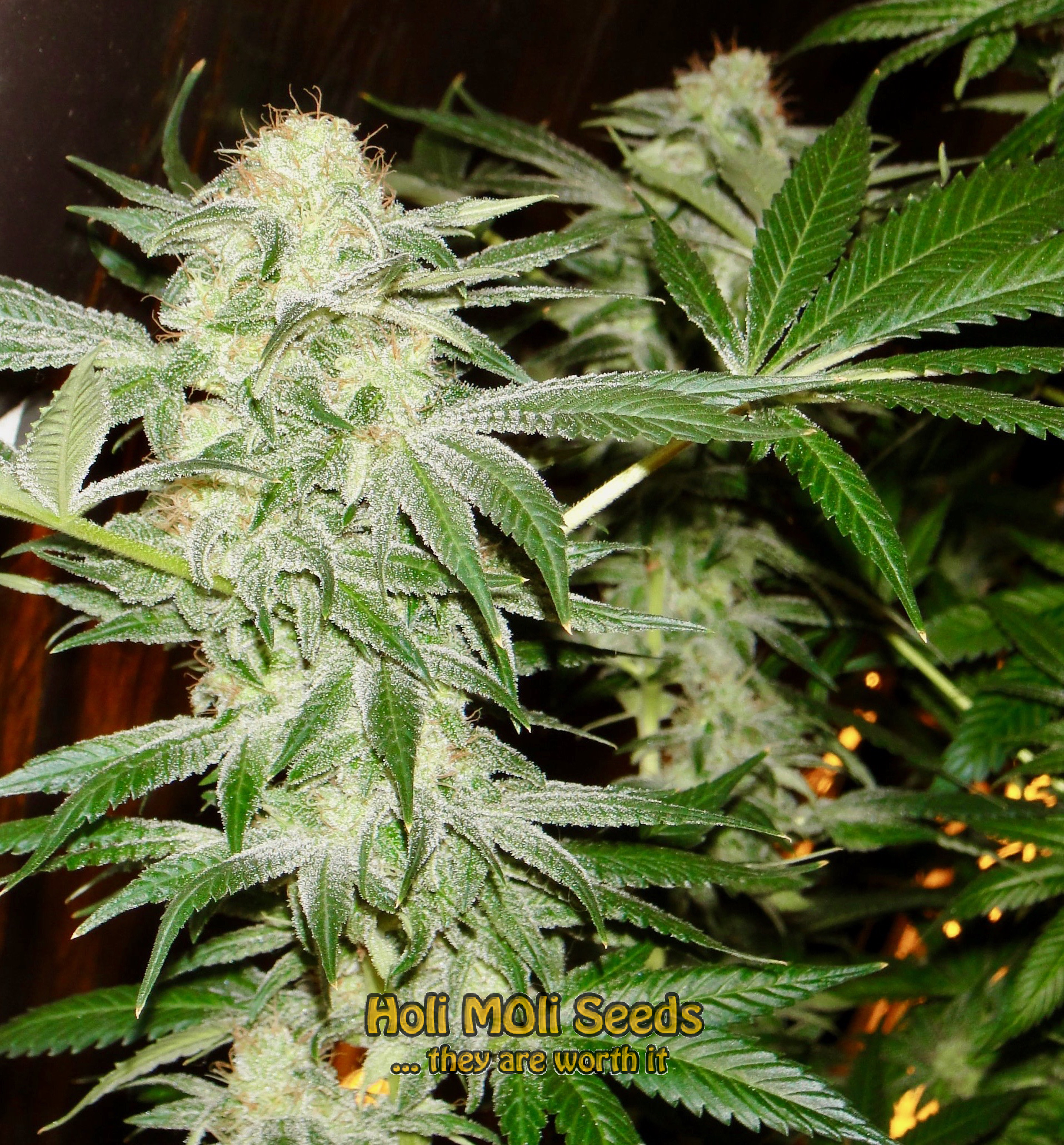 snowwhite cannabis pics