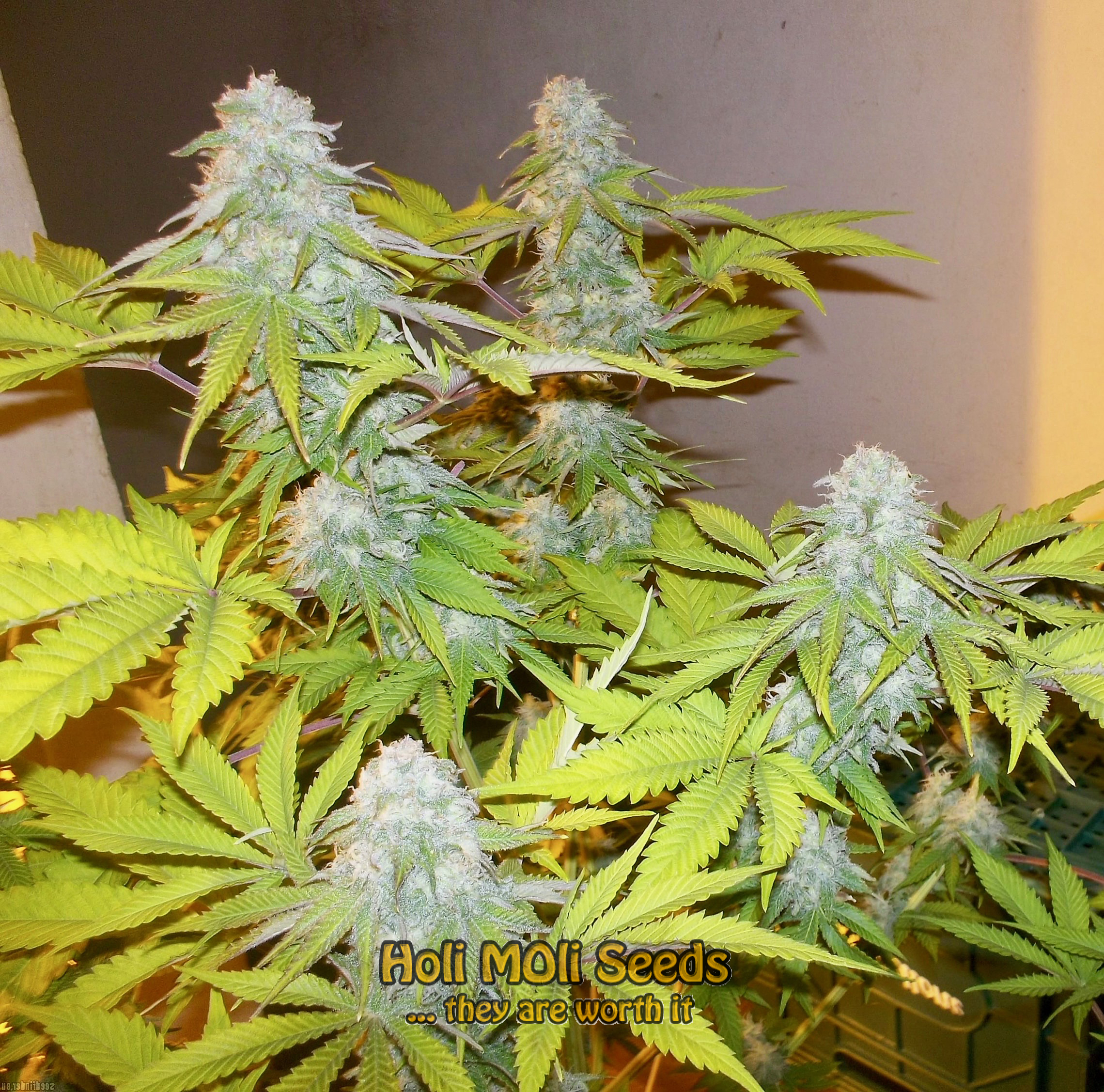 somango cannabis pics