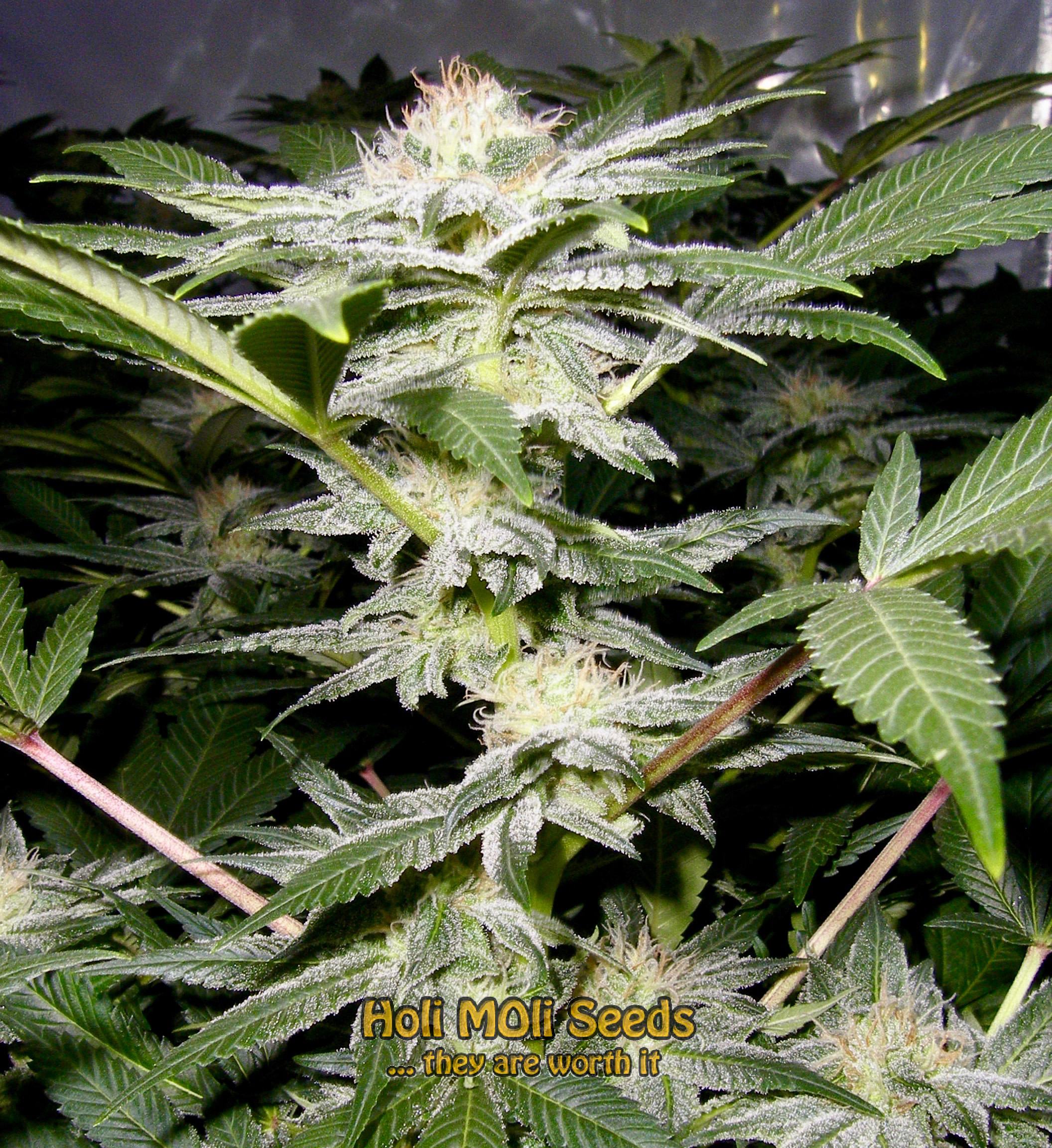 somango cannabis pics