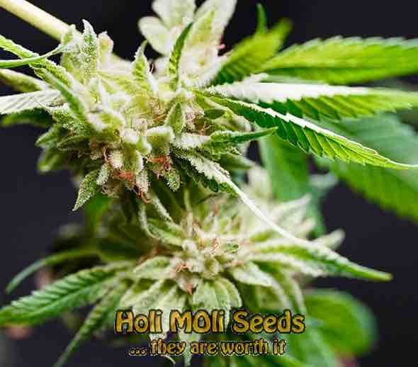 sour apple cannabis pics