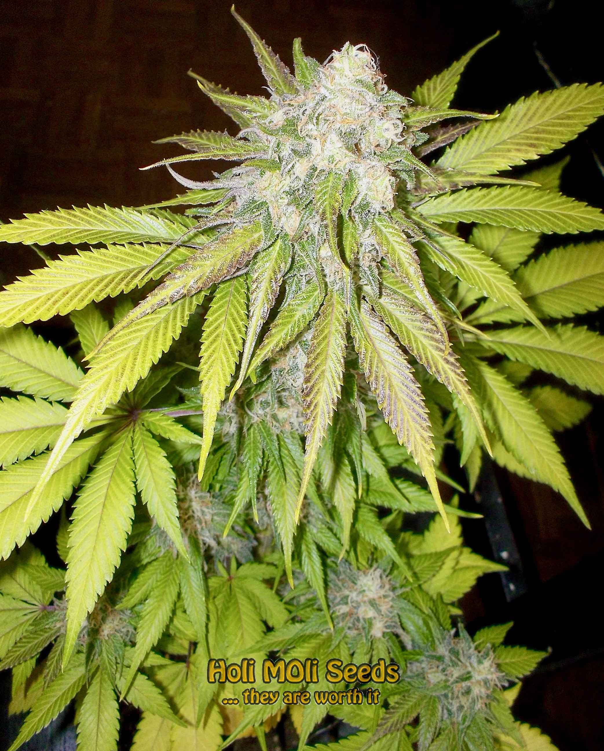 sour diesel kush cannabis pics