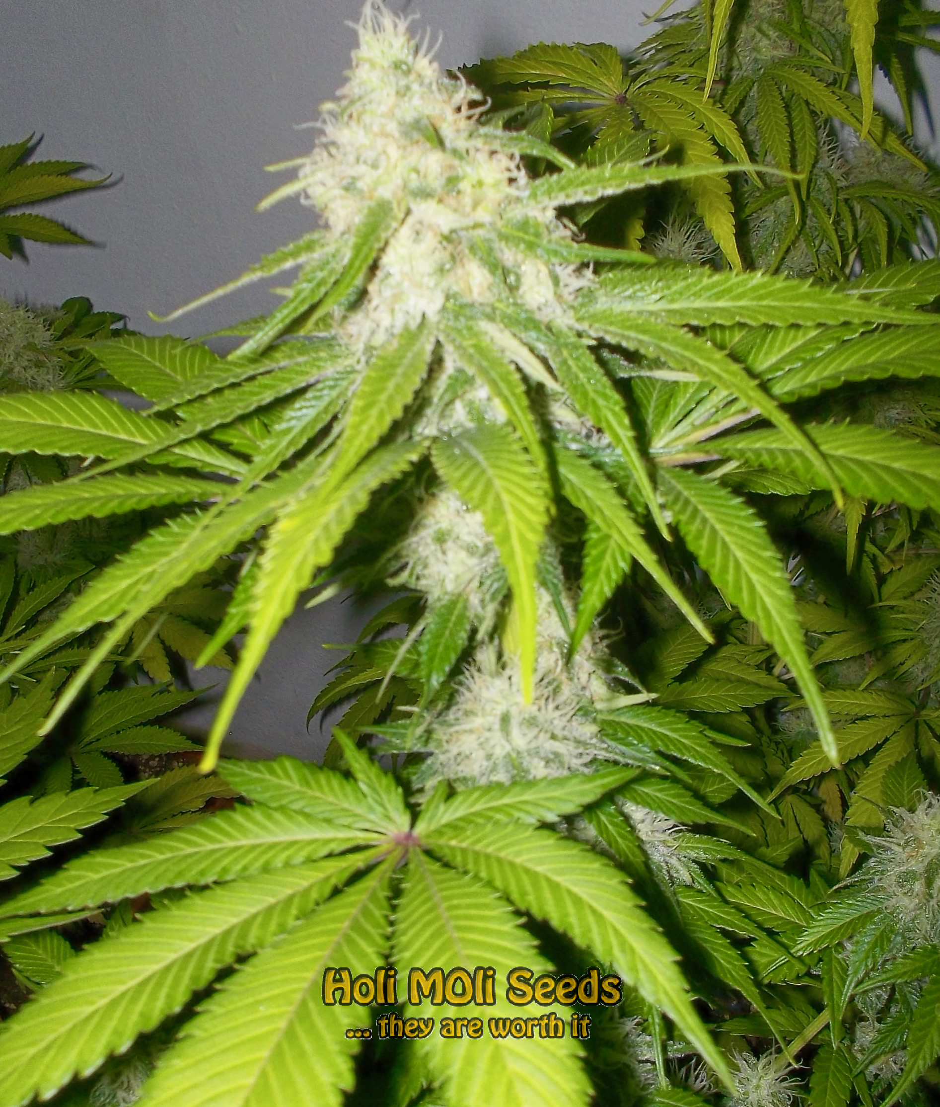 sour diesel kush cannabis pics