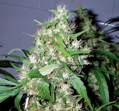 sour diesel cannabis pics