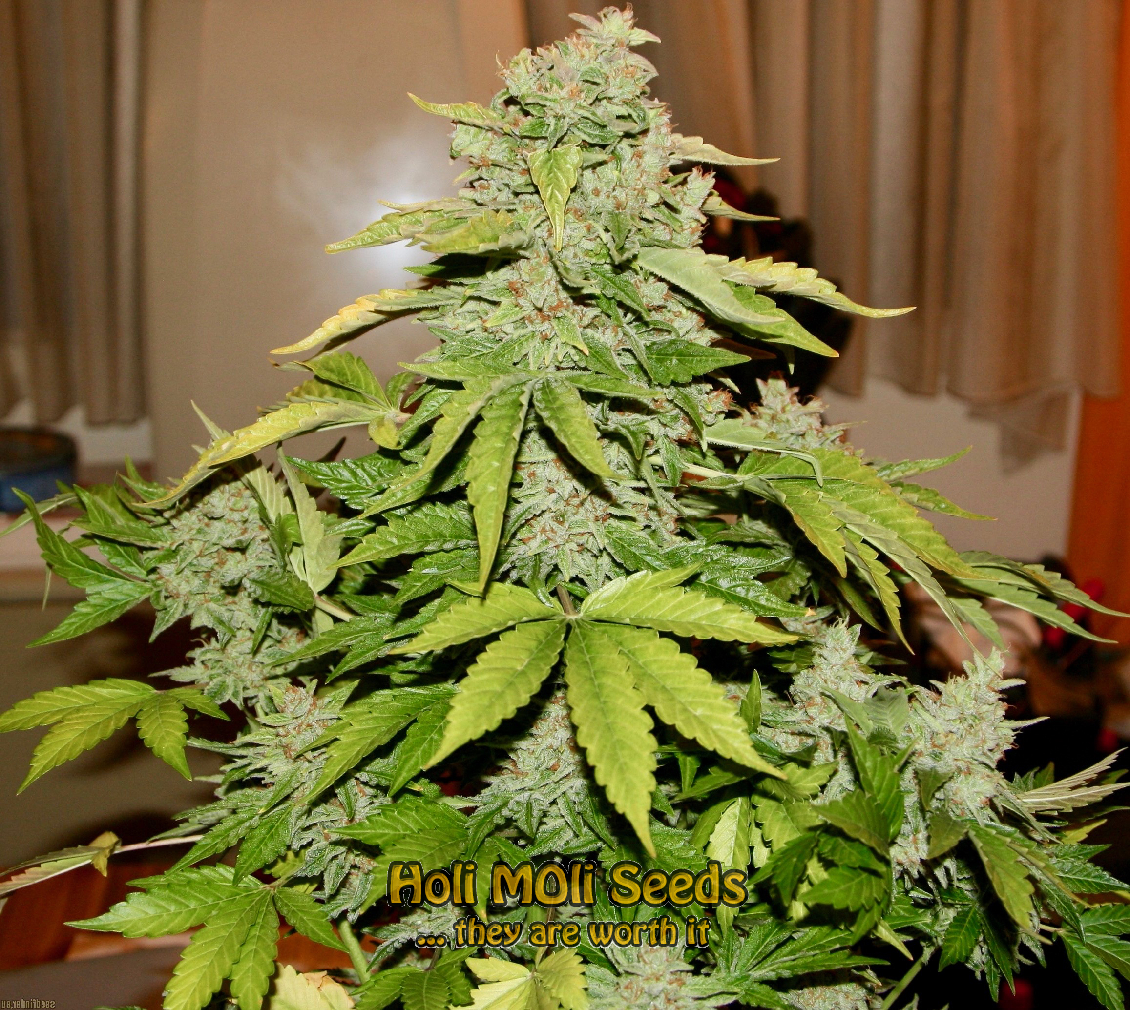 sour kush cannabis pics