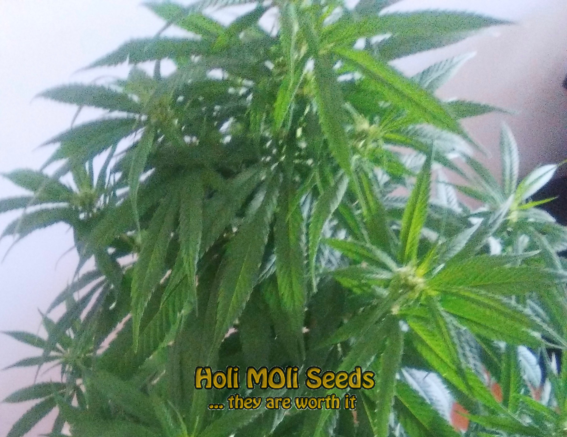 sour kush cannabis pics