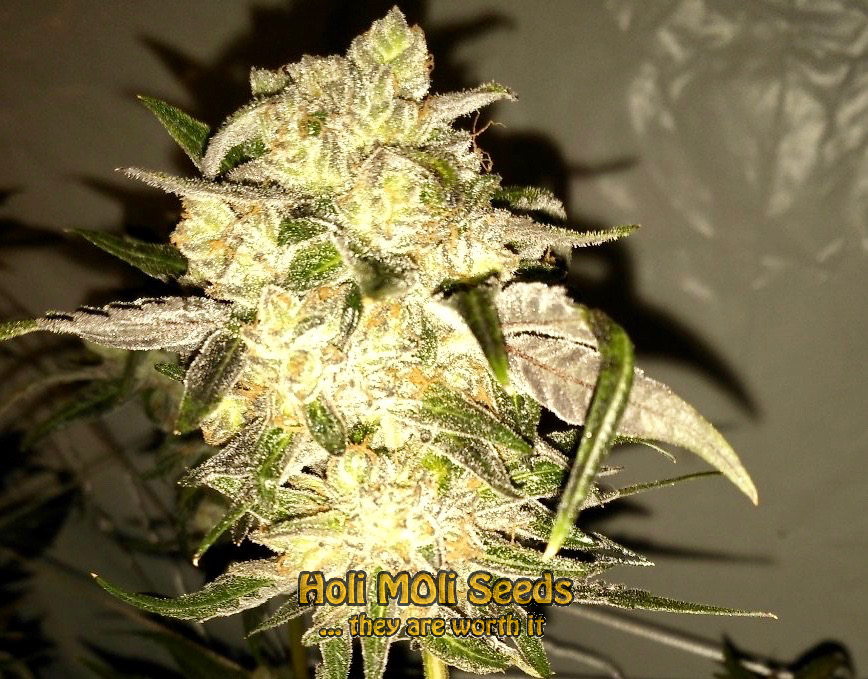 star killer cannabis pics