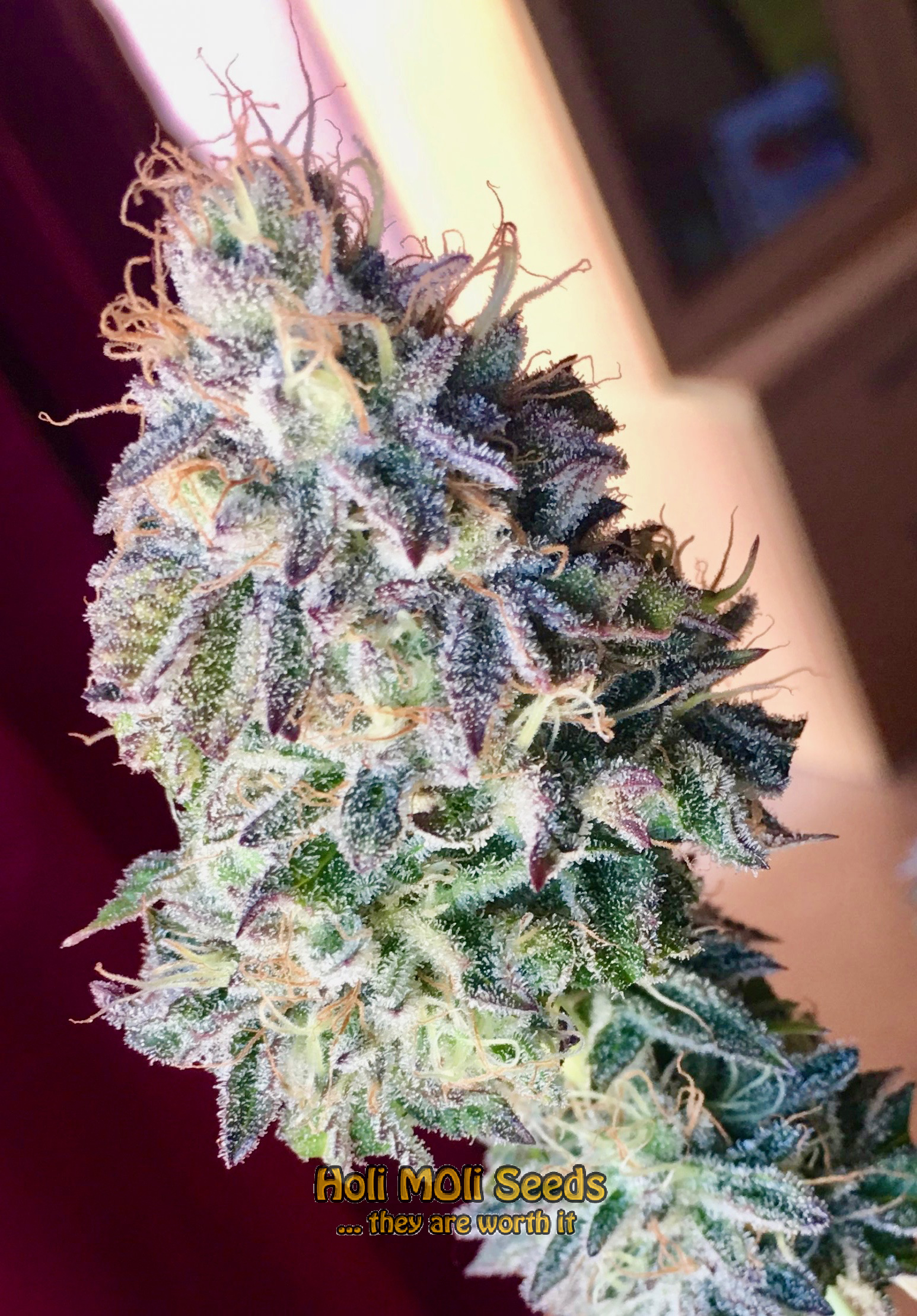 star killer cannabis pics