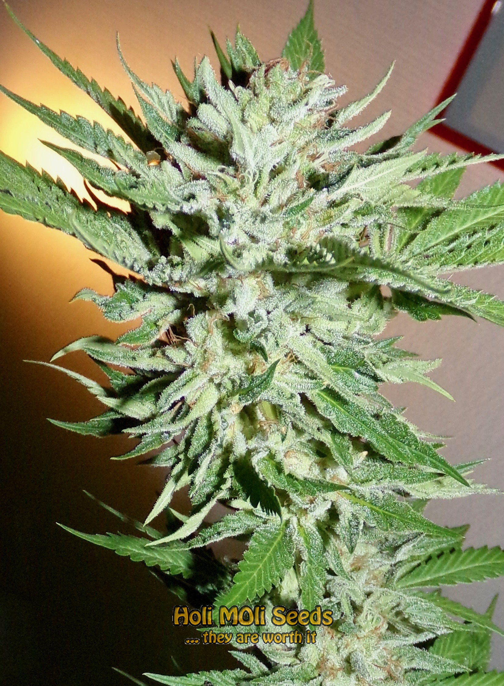 stardawg-autoflower cannabis pics