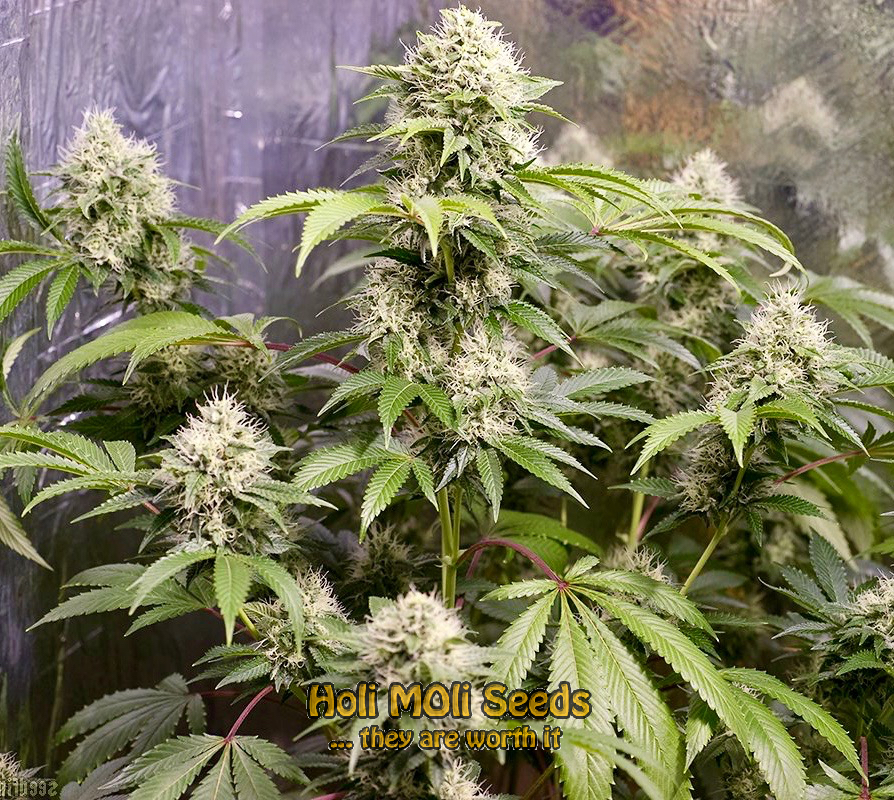 stardawg-autoflower cannabis pics