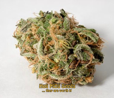 stardawg-autoflower cannabis pics