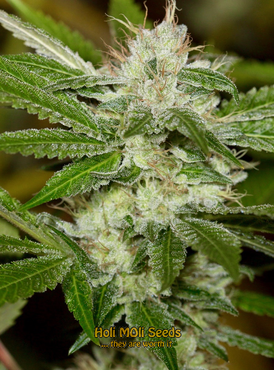 stardawg-autoflower cannabis pics