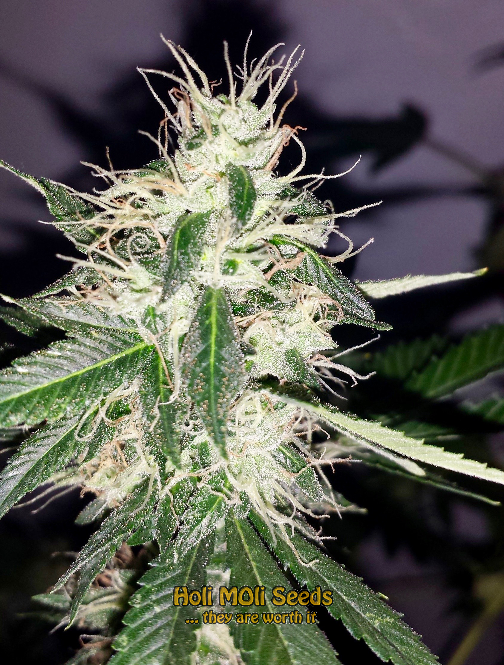 stardawg-autoflower cannabis pics