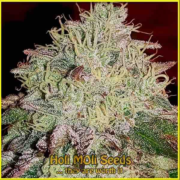 stardawg-autoflower cannabis pics