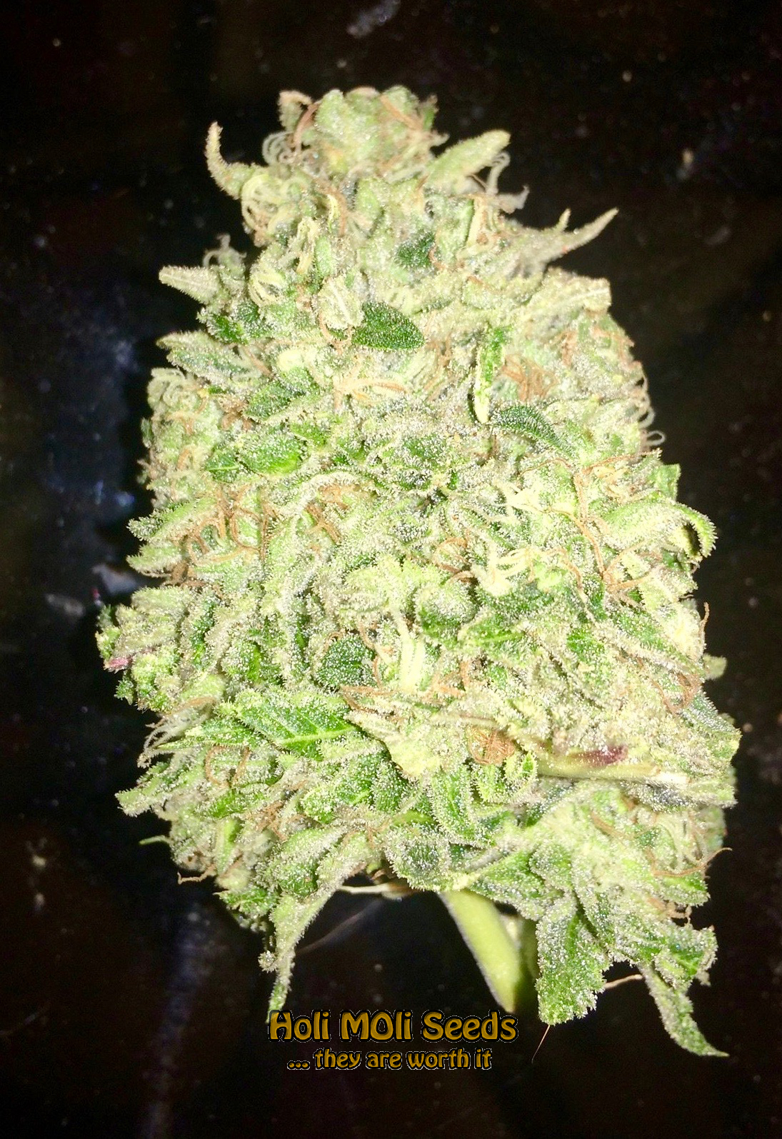 stardawg cannabis pics