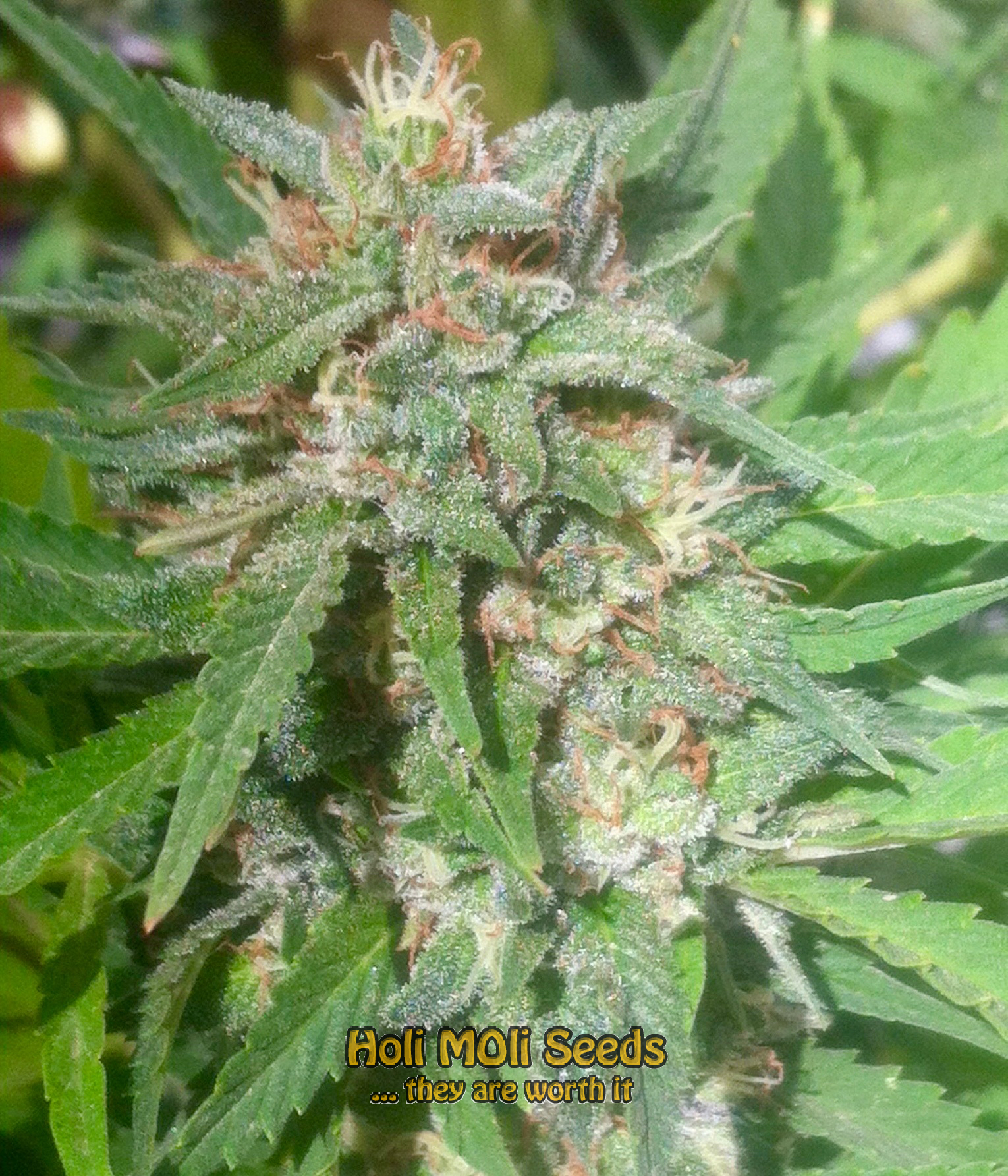 stardawg cannabis pics