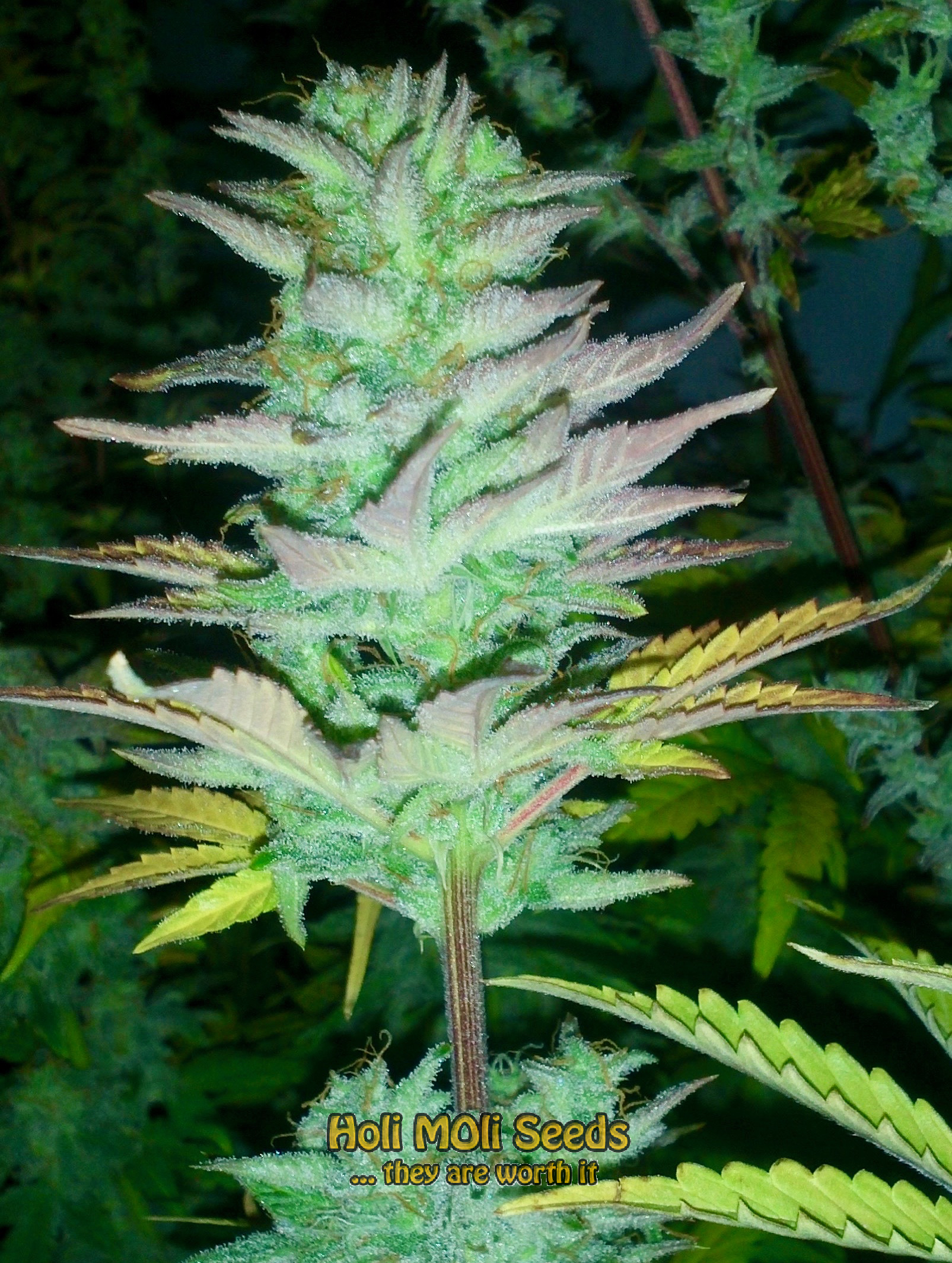 stinky widow autoflower cannabis pics