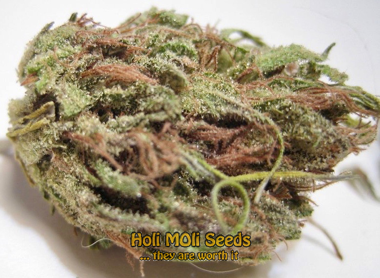 stinky widow autoflower cannabis pics