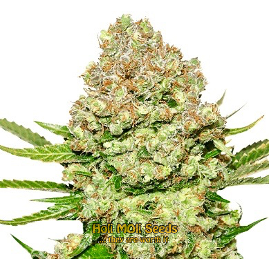 stinky widow autoflower cannabis pics