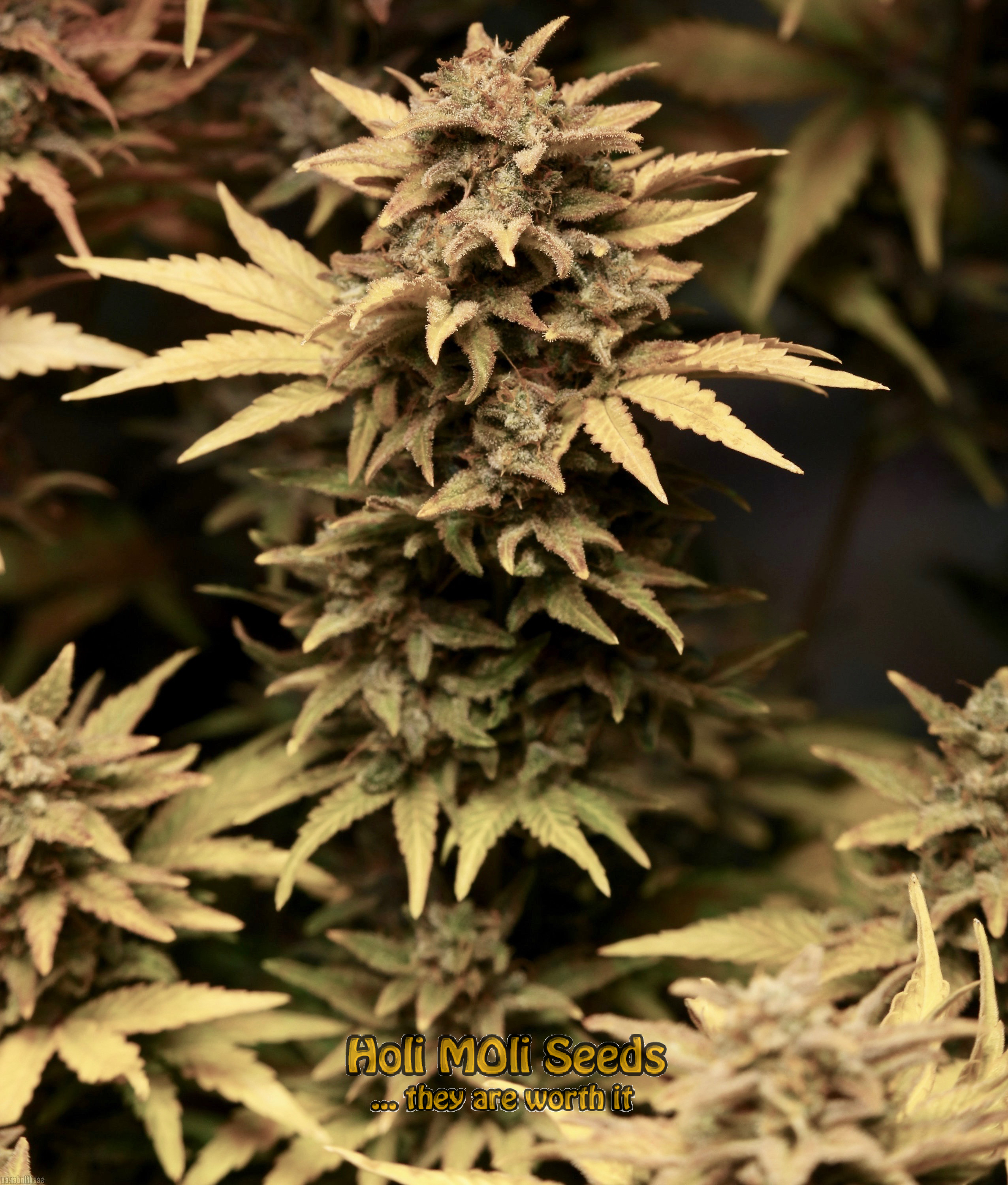 stinky widow autoflower cannabis pics