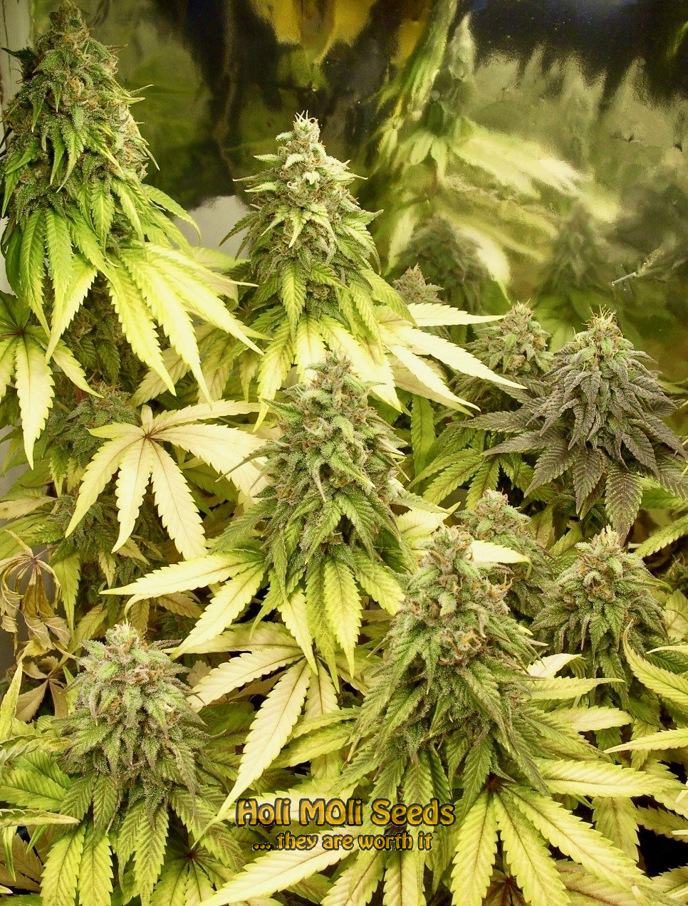 strawberry banana cannabis pics