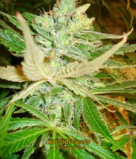 strawberry cough cannabis pics