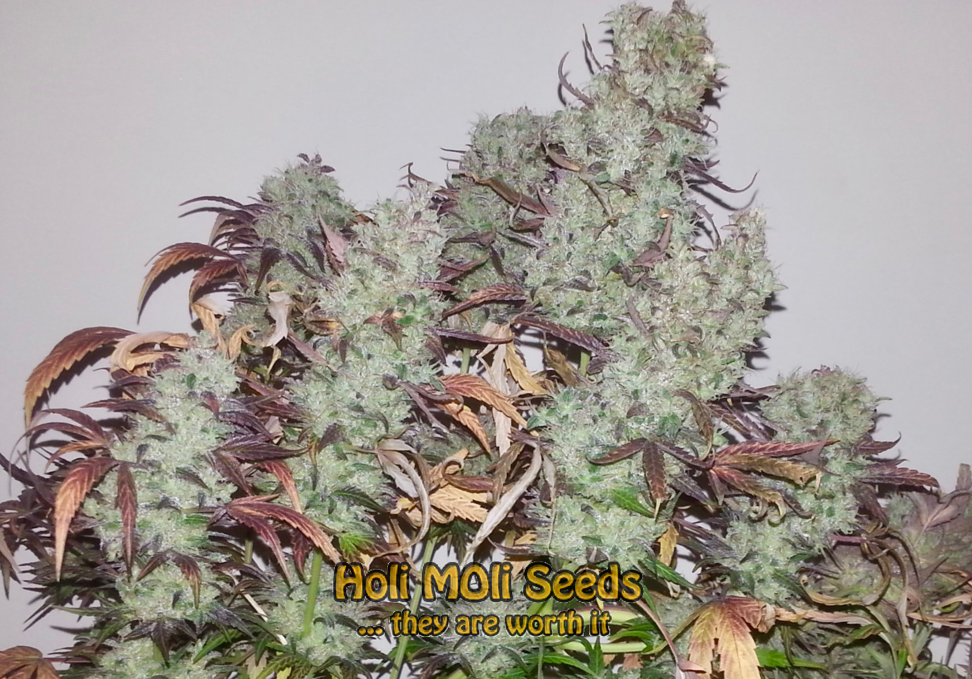 strawberry cough cannabis pics