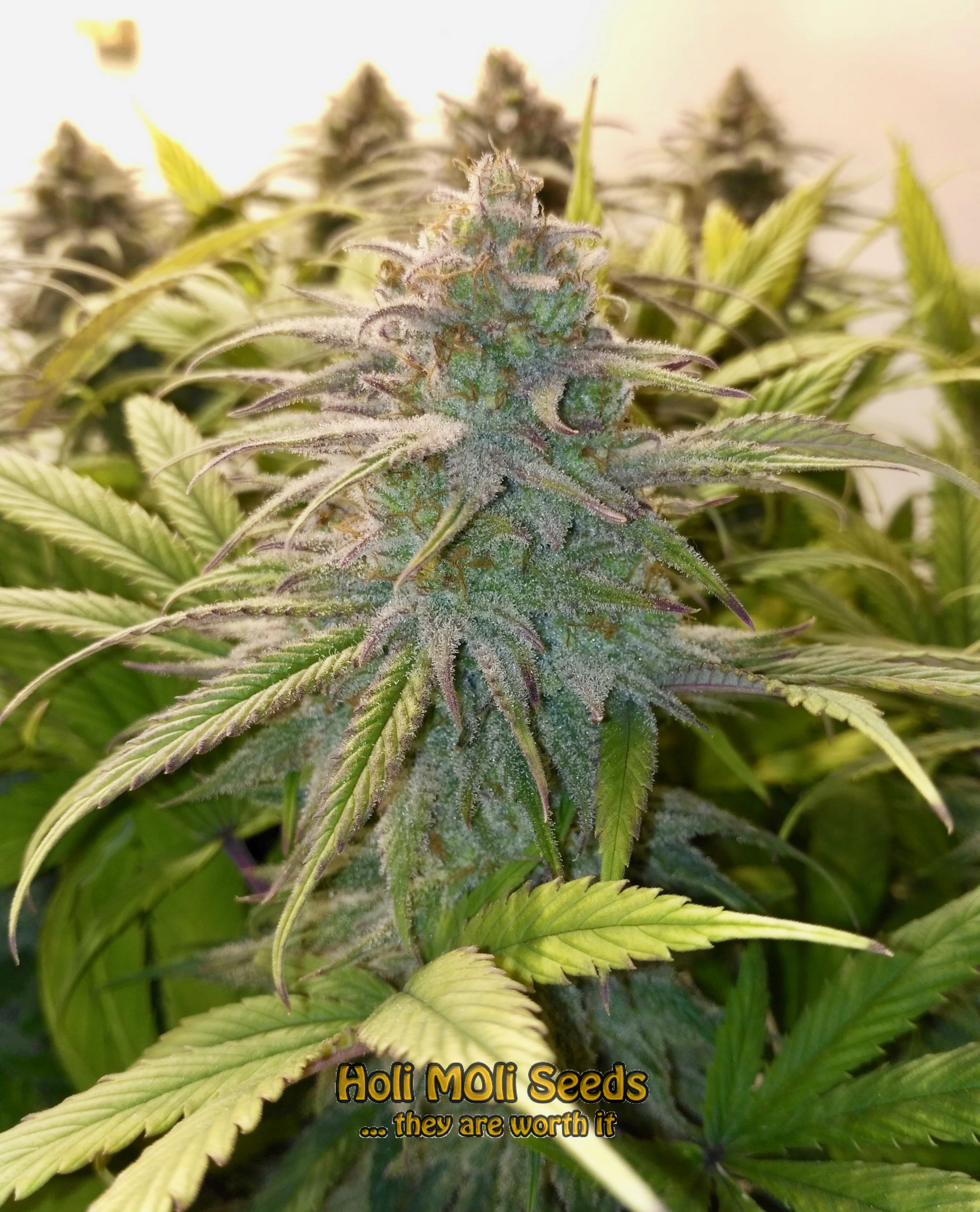 strawberry cough cannabis pics