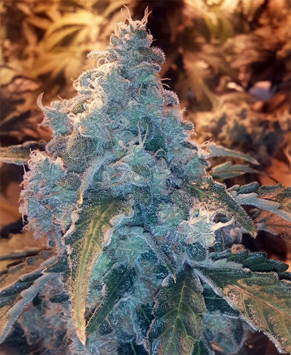 strawberry gorilla cannabis pics