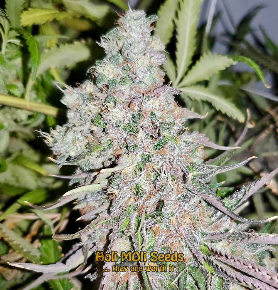 strawberry kush cannabis pics