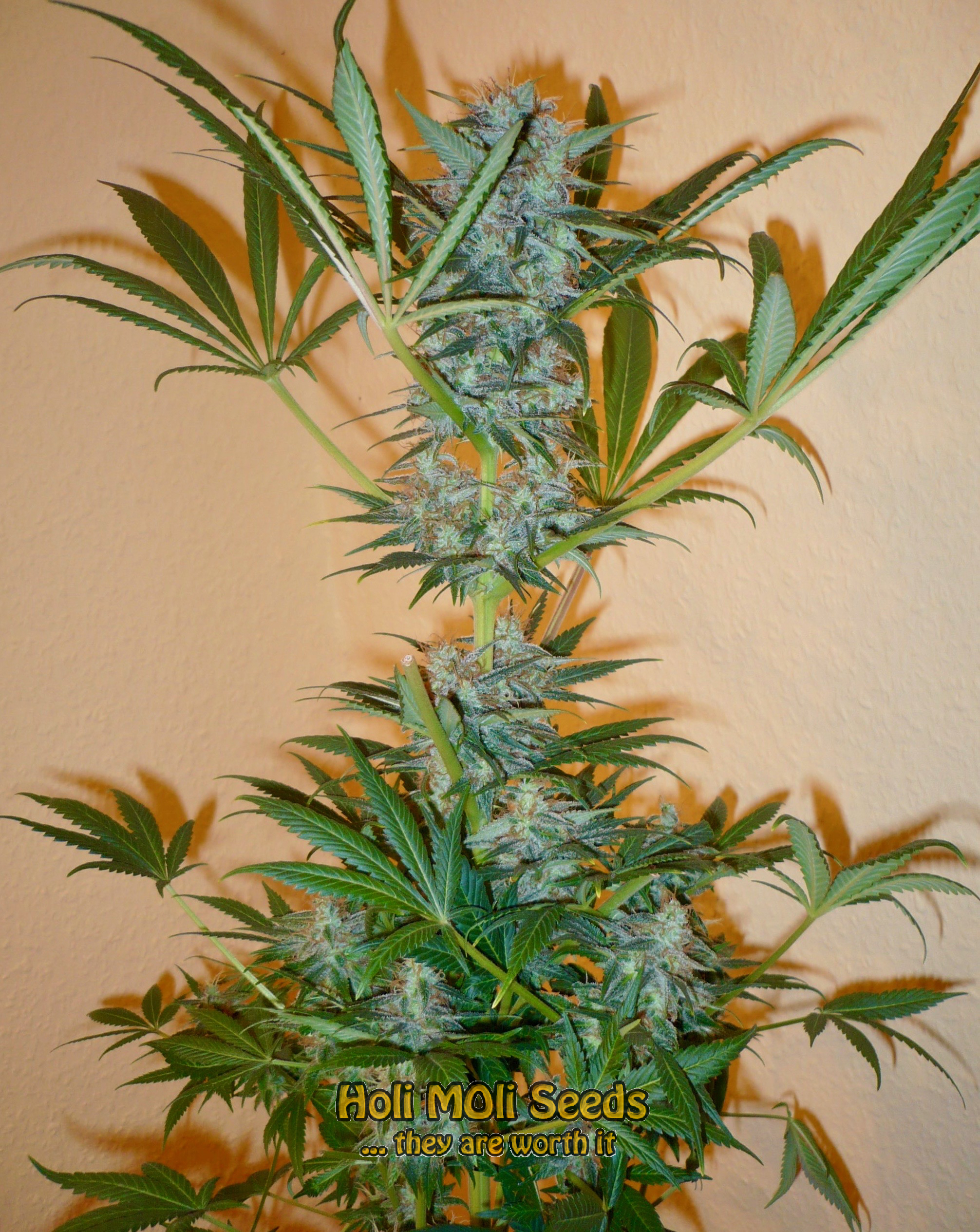 strawberry og cannabis pics