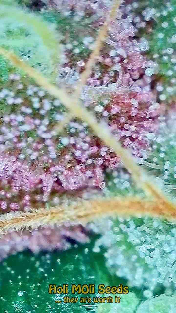 marijuana bud pic of strawberry rocket strain