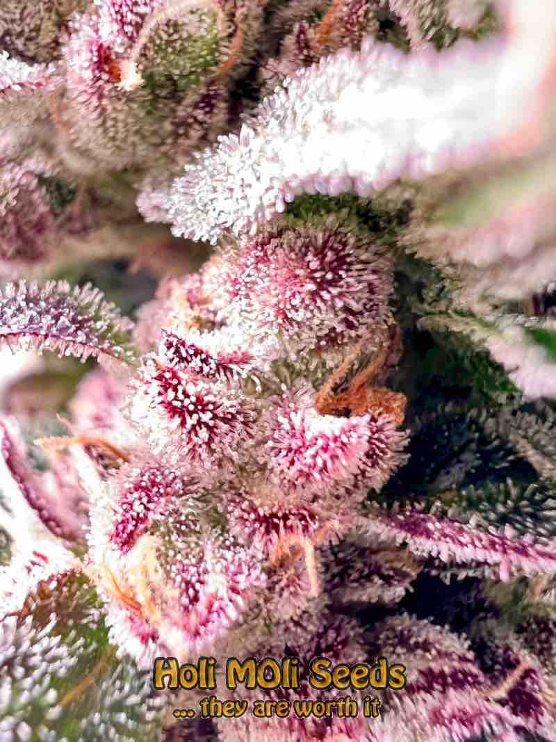 marijuana bud pic of strawberry rocket strain