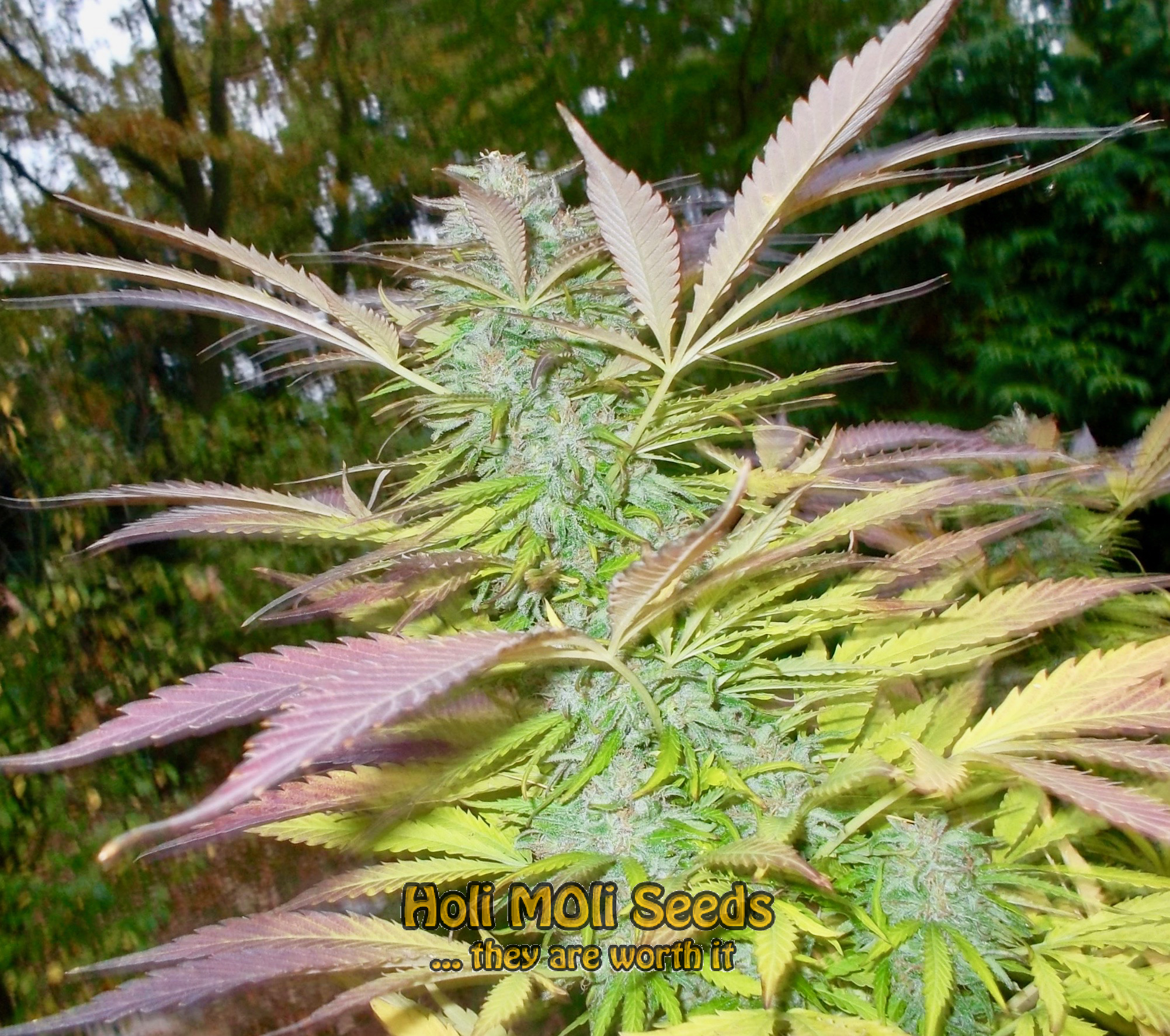 sugar black rose cannabis pics