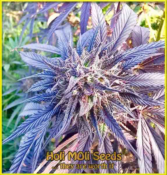 sugar black rose cannabis pics