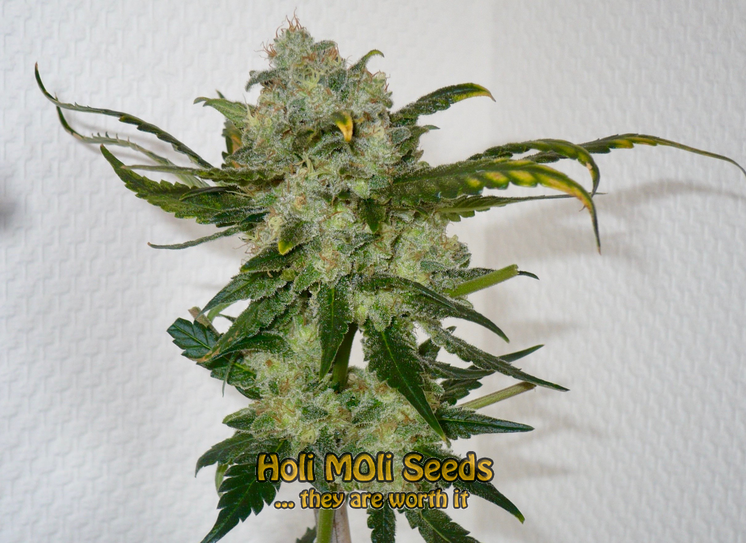 super lemon haze cannabis pics