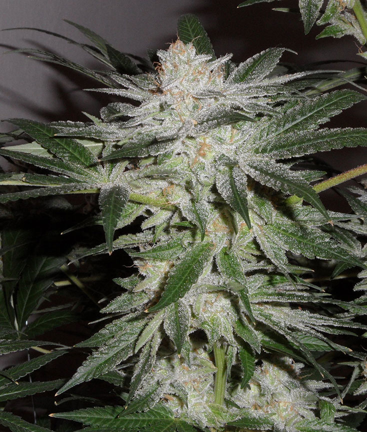 sweet fire og cannabis pics