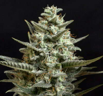 sweet fire og cannabis pics