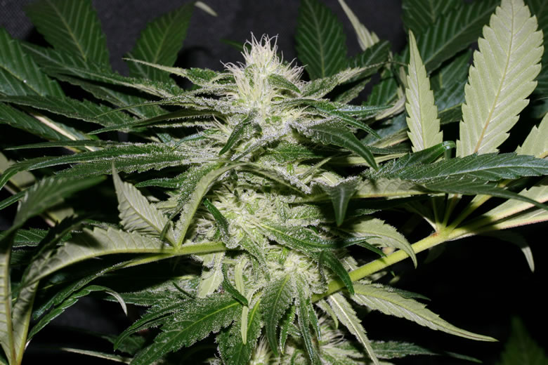 Sweet Fire OG Pics - Marijuana, Photo Gallery