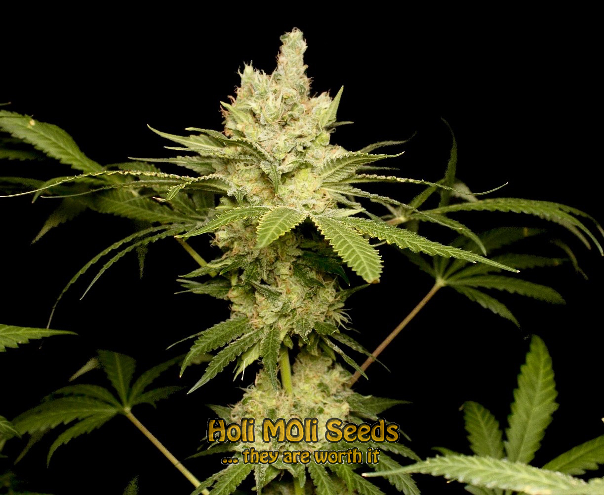 sweet kush cannabis pics