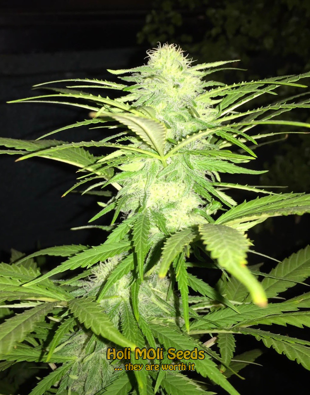 sweet kush cannabis pics