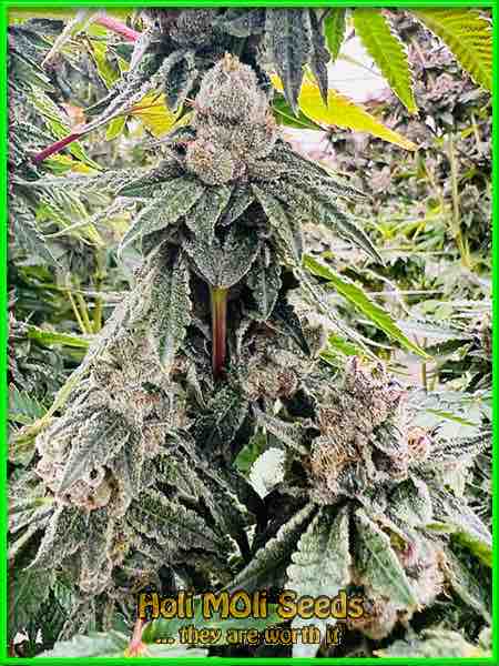 sweet kush cannabis pics