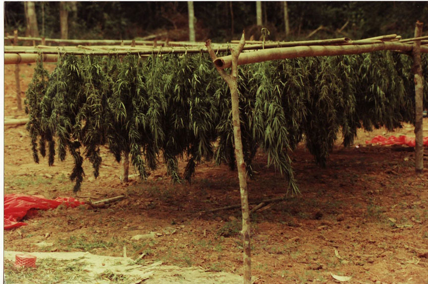 thai stick Marijuana Pics