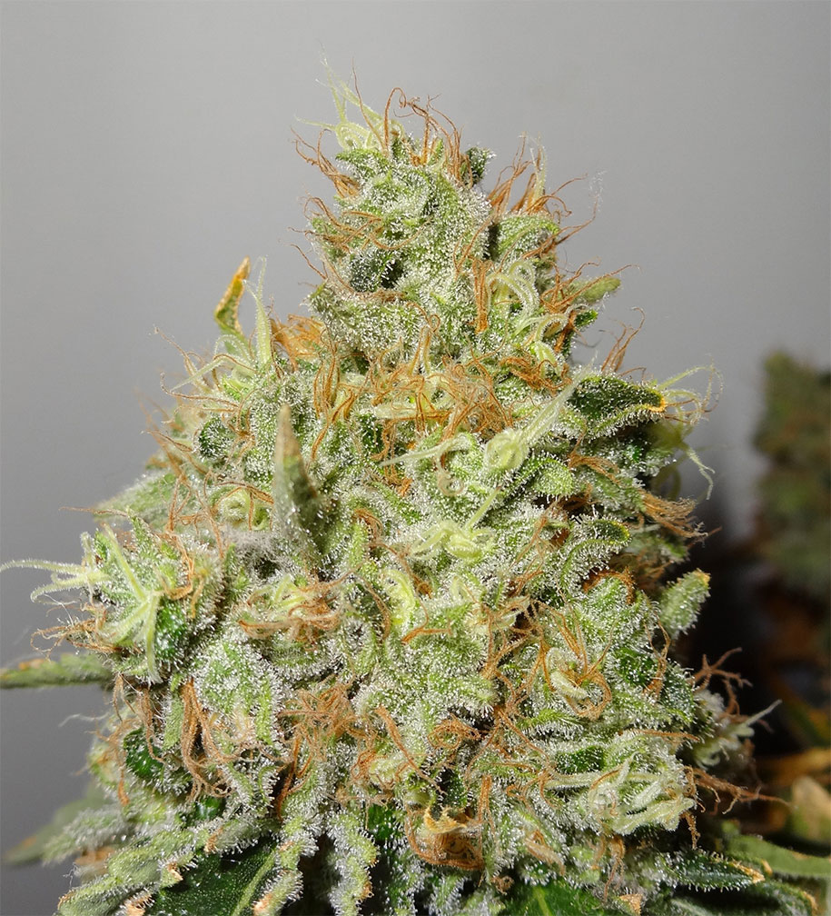 thc bomb Marijuana Pics