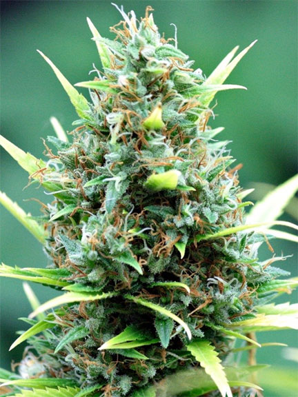 thc bomb Marijuana Pics