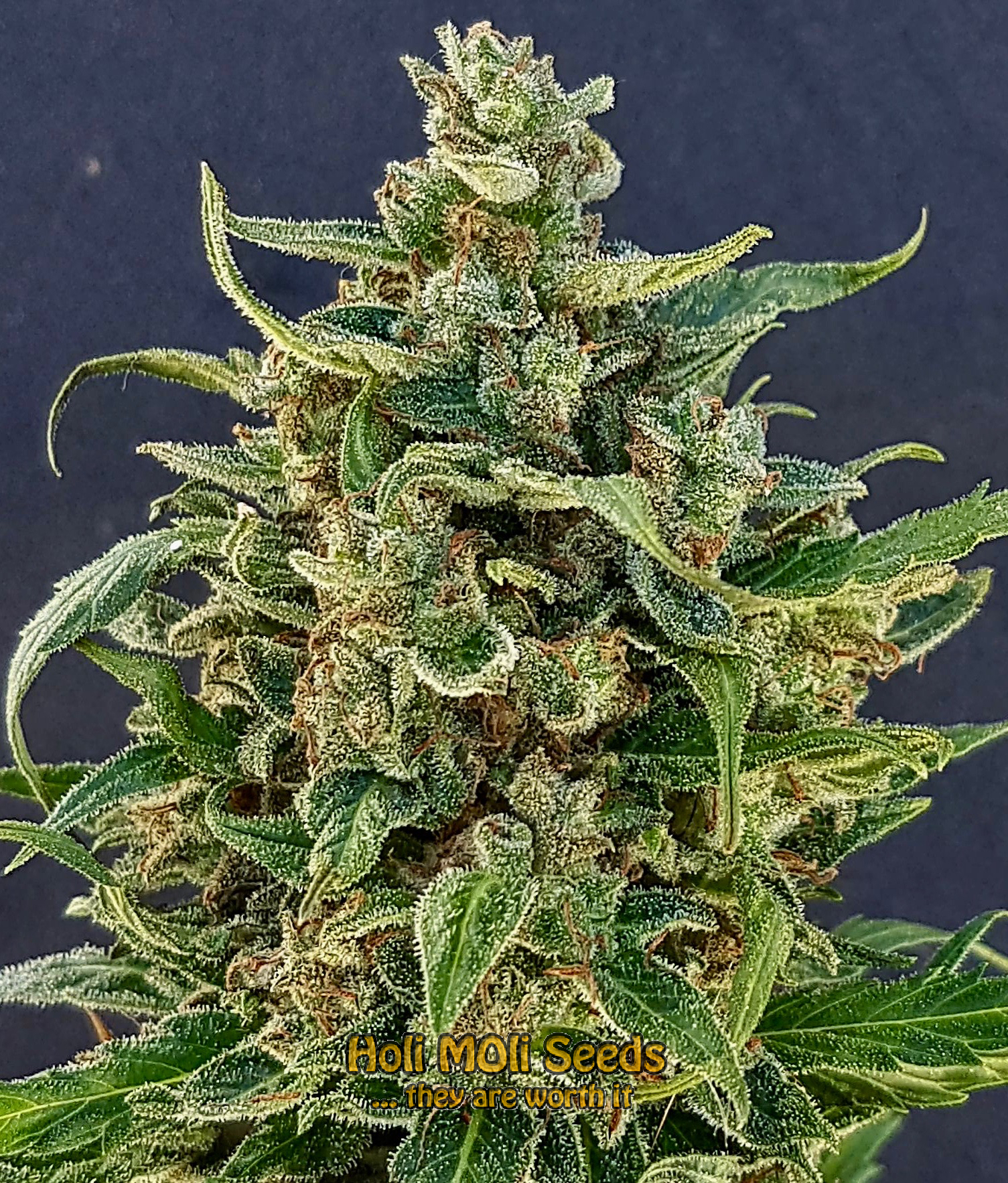 triple xl autoflower cannabis pics