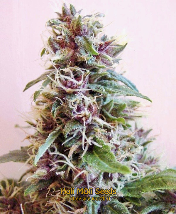 tropicana cookies purple cannabis pics